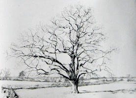 Oak Tree in Winter Shalbourne Meadows